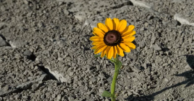 Resilient sunflower