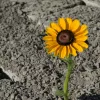 Resilient sunflower